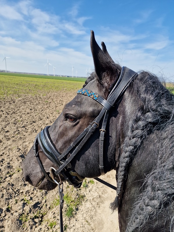 Voorbeeld dutch bling frontriem