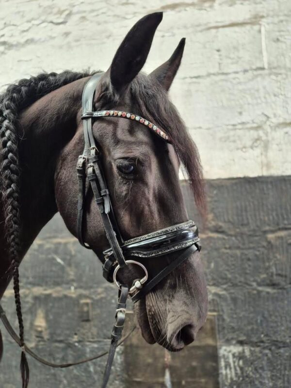 Voorbeeld dutch bling frontriem