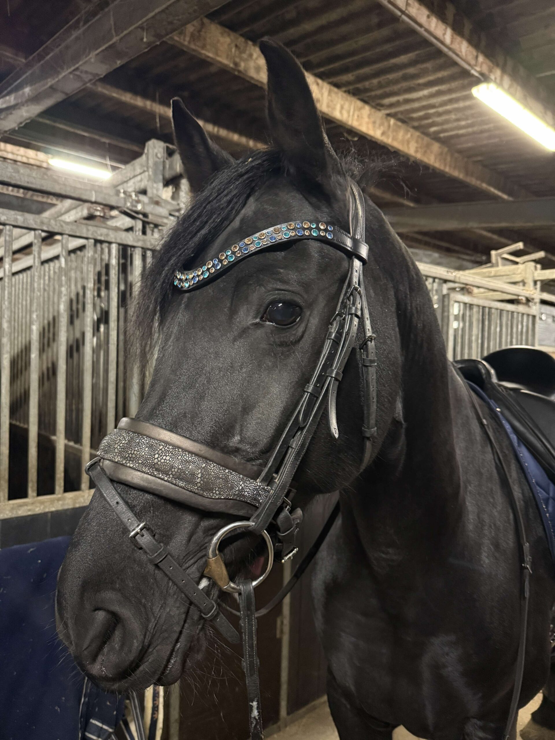 Voorbeeld dutch bling frontriem