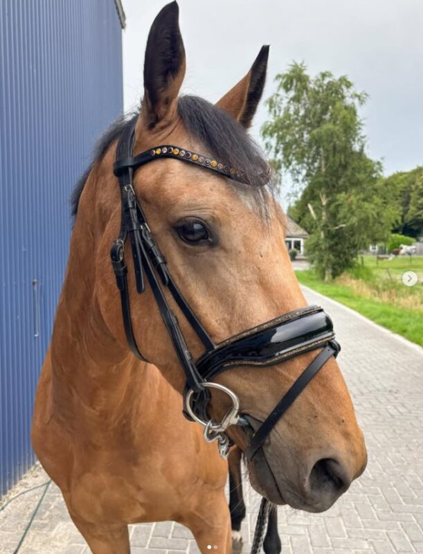 the king stitch Dutch bling frontriem